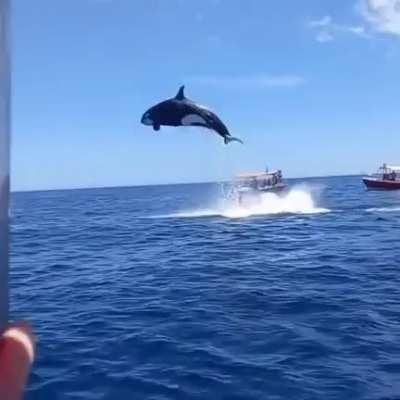 Orca jumps 20ft out of water while chasing dolphin