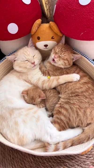 Wonderful family🥰