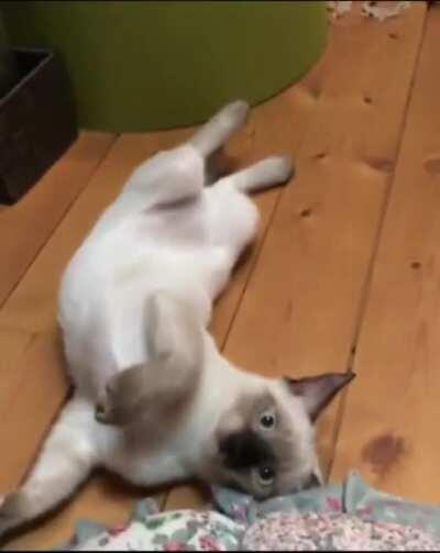 I was only saying hello. 🐈‍⬛💥