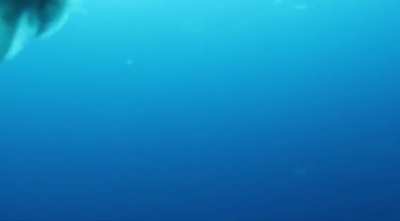 Argonauts (Paper Nautilus) spotted off the coast of the Channel Islands in California