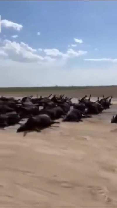 Mais de 10.000 bovinos morreram por causa de insolação em Kansas, EUA e provavelmente será desculpa aqui para aumentar mais ainda o valor da carne.