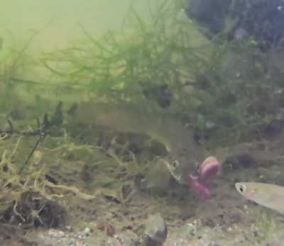 Spotty 2 Hotty eating