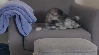 My cat picking a fight with its own tail and losing...