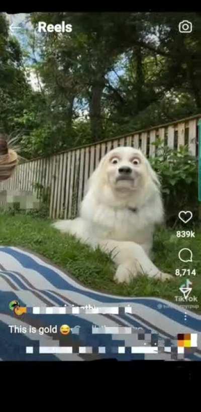 I can't stop laughing at this.