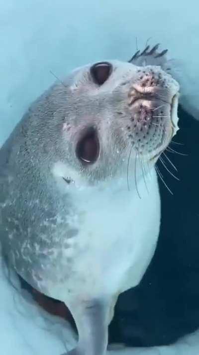 🔥 Seals nose preventing water from entering the nose..
