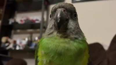 My little guy grinding his beak