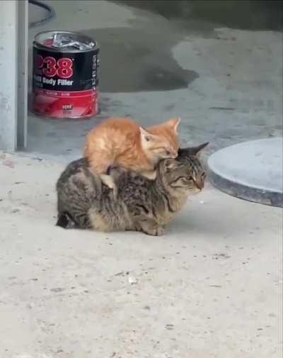 Look at these beauties