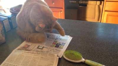 Bowdy has never been a fan of hair brushes since one fell on him as a kitten