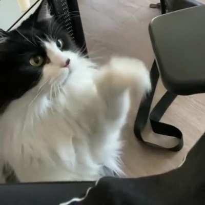 Bug demands pets, promptly.