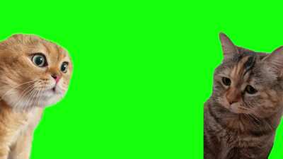 cat talking - Cat Meme Template Green Screen Video