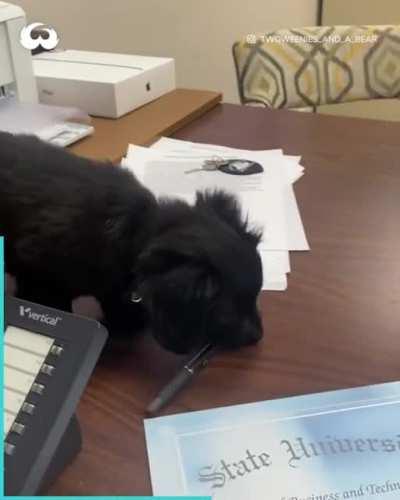 Work from home buddy