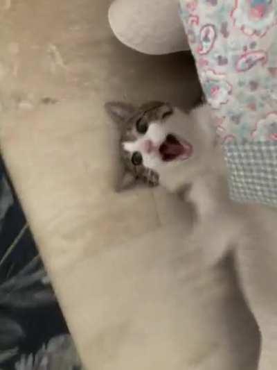 My cat went in crazy attack mode the other day