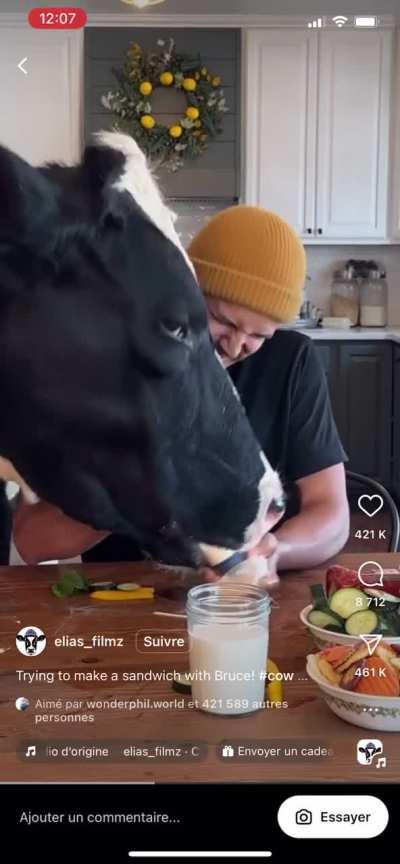 Bruce the cow loves sandwiches (and I love Bruce) 