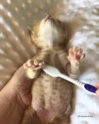 I have overdosed on cute.