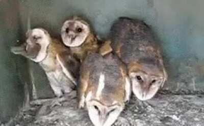 This owl gif I just remembered that went round like 10 years ago