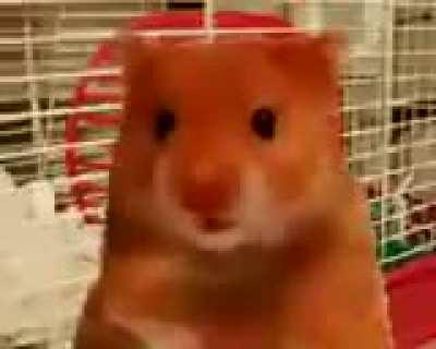 Hamster Rule