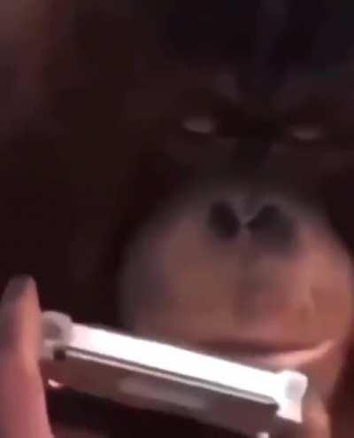 Monke