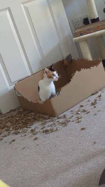 There's No Way This is Normal Behaviour, Right? 