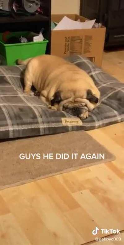 This fat little guy was tired.