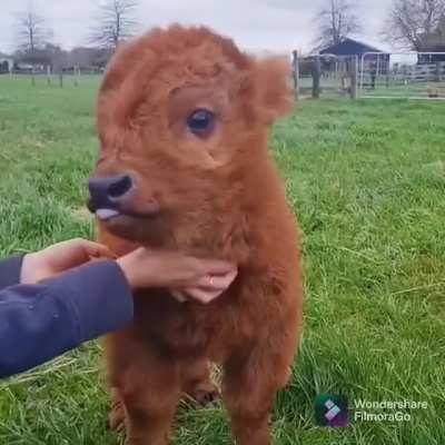Little cow loves some scratches