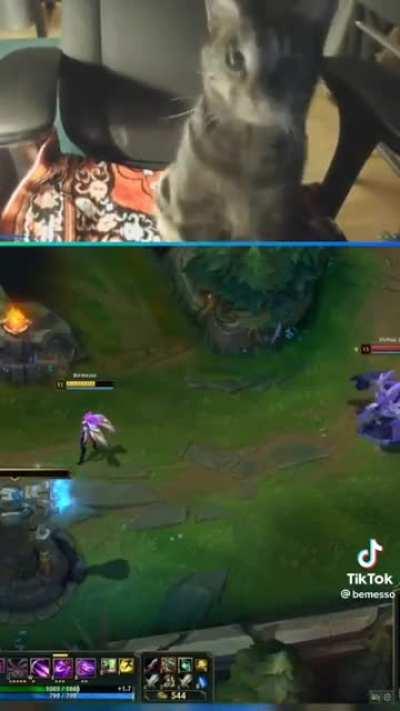 The cat pressed the right button at the right moment