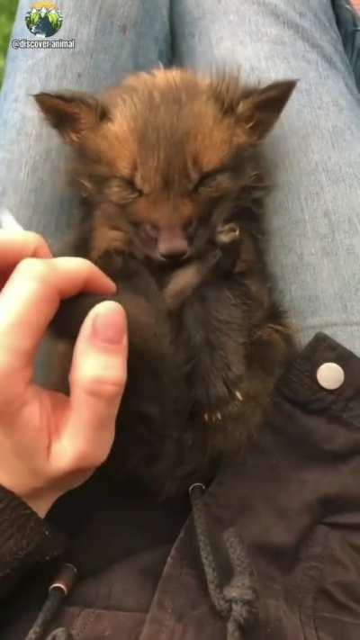 Baby Fox