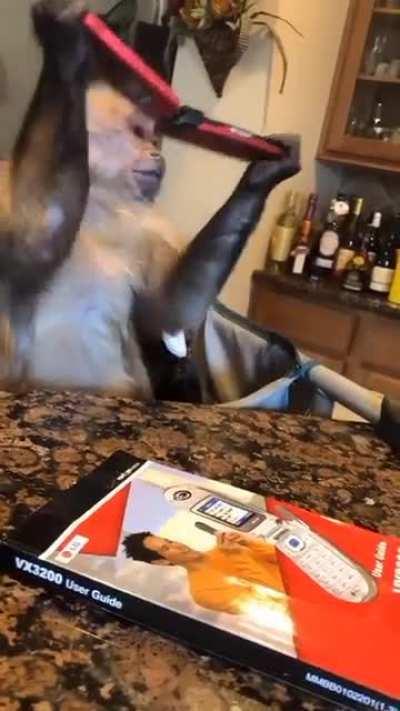 Muca ganhando seu primeiro celular