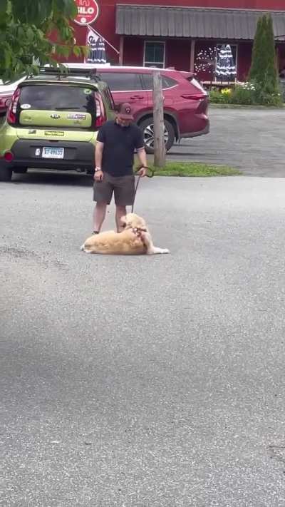 It's always a golden retriever 🤣