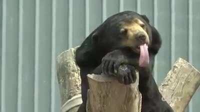 Me waiting for GME to moon 👐🏻💎🦍