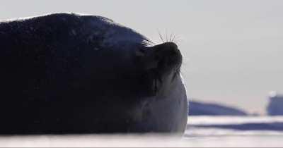 Weddell seal being vocal