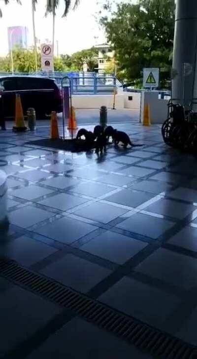 Otters spotted at KK Hospital~~~ (Video not taken by me)