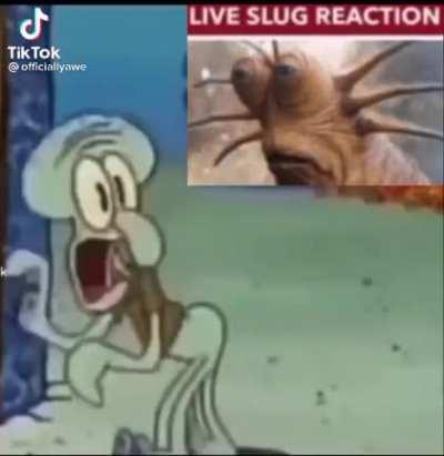 🔴🐌Live Slug Reaction 🐌 🔴