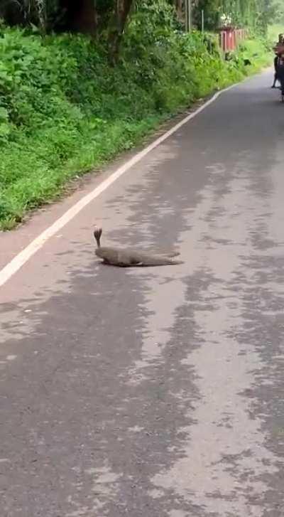 A mongoose killing a cobra