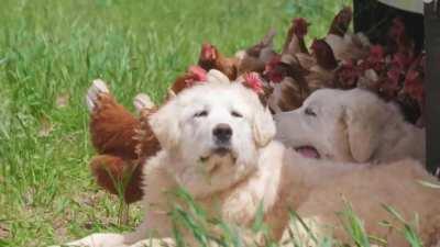 Willow and Olive Watching the Flock and Enjoying the Breeze