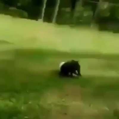 This boii deserves a million-dollar contract