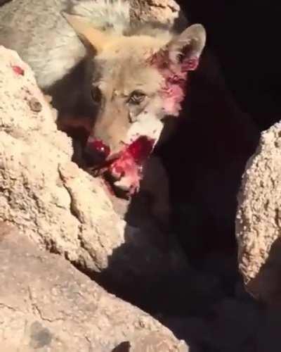 Coyote gets stuck in rocks and chews on its leg