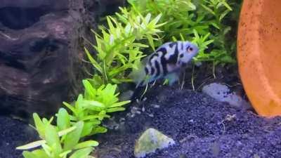 Caught a special moment yesterday. Our fish had babies and mom scooped them all up one by one to move them to her little nest. What a good mom!