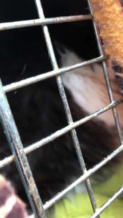 Adopting a grumpy kitty