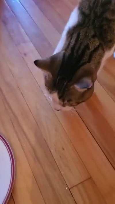 My cat was startled by his own birthday cake...