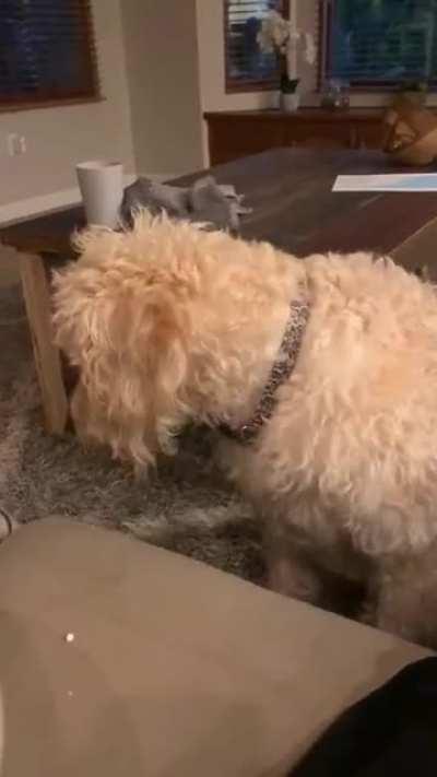 Polite Popcorn Pupper