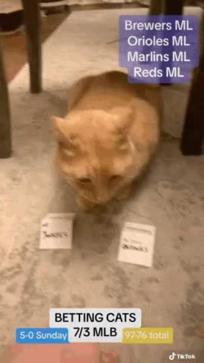 Cat Bets 7/3