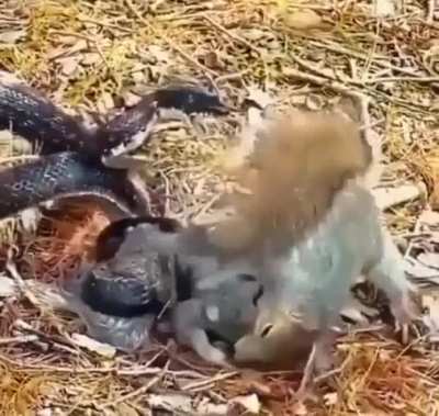 Wonder what the boys thoughts are on this squirrel fighting a snake