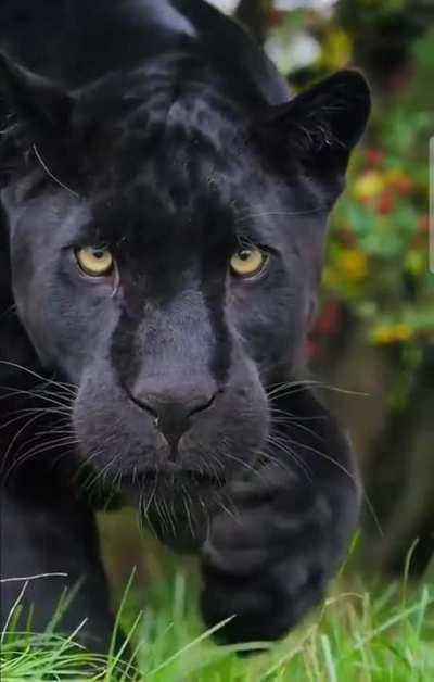 The camera man just sat there while being hunted. Only when it seems to late did he break away.