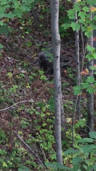 A little Q-pine action