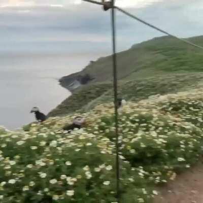 🔥 Puffin colony on Skomer island, Wales 🔥