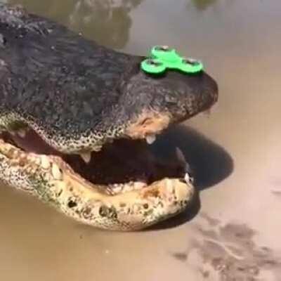 Fidget spinner on crocodile ?!