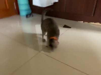 HMC while I get used to this bell on my new collar.