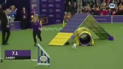 Some serious speed for such little legs. Looks like a blur going through the tunnel.