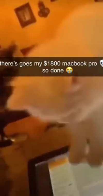 Taunting your cat to play with your expensive laptop