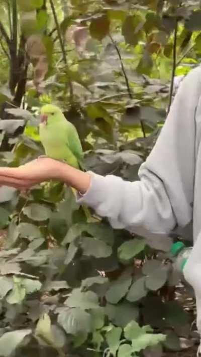 Feeding parrots July 2023